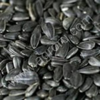 Калиброванная семечка