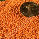 ЧЕЧЕВИЦА КРАСНАЯ ШЛИФОВАННАЯ