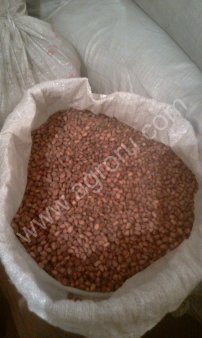 Кедровый орех, шишка