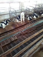 телята бычки