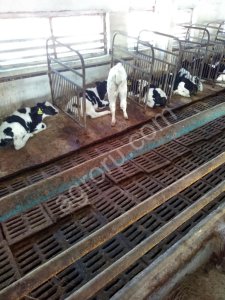 телята бычки