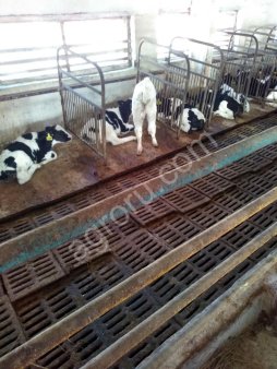 телята бычки