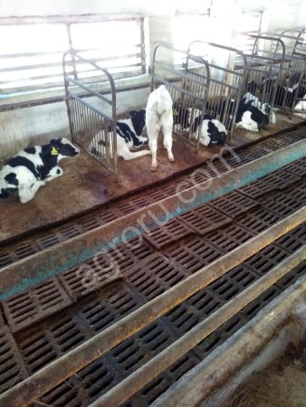 телята бычки