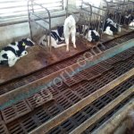 телята бычки