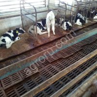 телята бычки