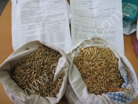 Овёс фуражный