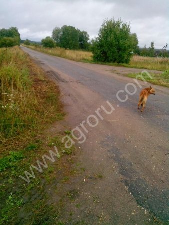 Участок 13.2 Га под фермерство