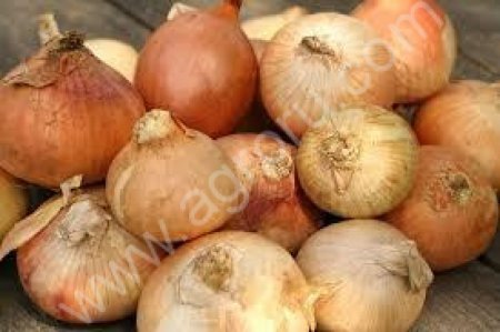 Лук репчатый оптом