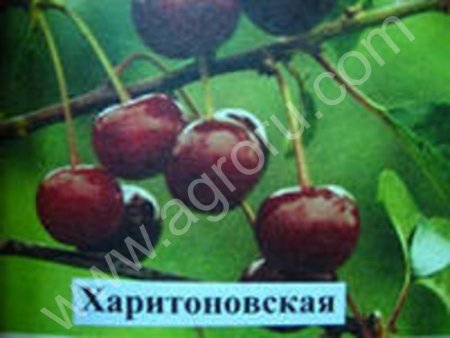 Вишня оптом