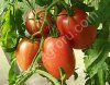 Помидоры Сливка