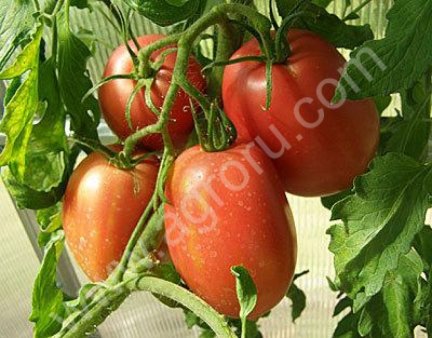 Помидоры Сливка