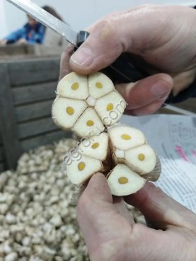 Чеснок