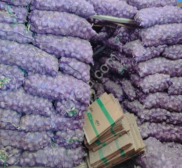 Чеснок в России