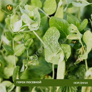 Горох посевной Нордман