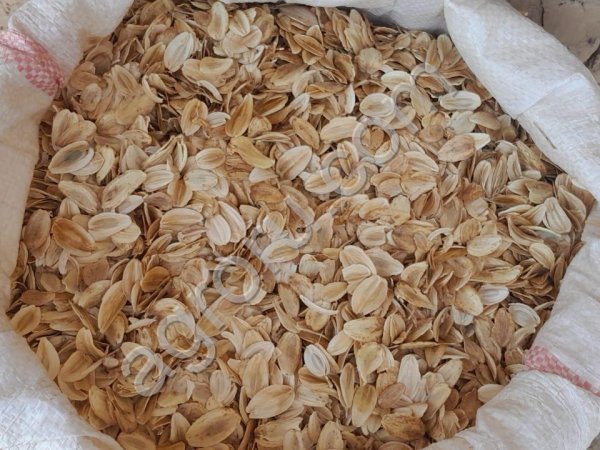 Семена Ферулы