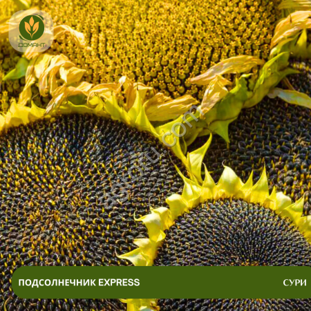 Семена подсолнечника Сури