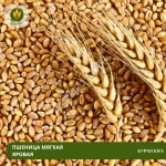 Семена пшеницы Буран KWS (Рс2)