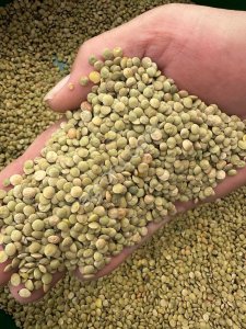 Зеленая чечевица