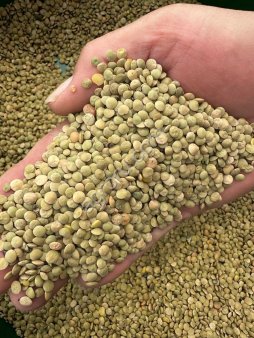 Зеленая чечевица