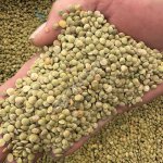 Зеленая чечевица