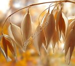 Овес яровой Талисман (ЭС)