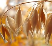 Овес яровой Талисман (ЭС)