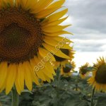 Семена подсолнечника Санмарин 456