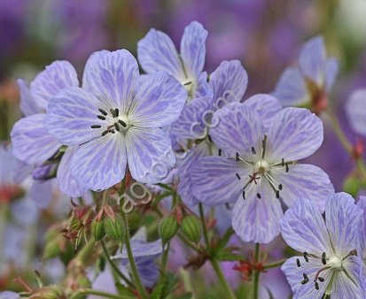 Герань луговая (журавельник)