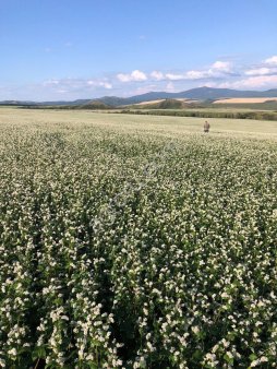 Сельхозпредприятие