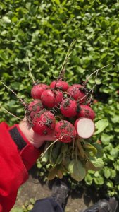 Редис свежий из ФХ