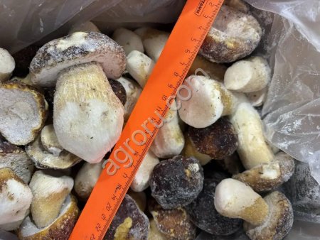 Гриб белый и ассортимент шок зам в Новосибирске