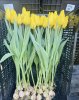 Тюльпаны сорта: Strоng lоvе, Strоng gоld