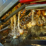 Комбайн для чеснока Broch