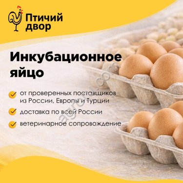 Инкубационное яйцо бройлеров Кобб/Росс  залог успешного старта вашего птицеводческого бизнеса!