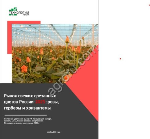 Рынок свежих срезанных цветов России-2025: розы, герберы и хризантемы. Объем, конкуренция, прогнозы