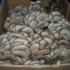 мицелий, готовые грибные блоки