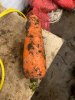 Морковь крупная от 19 см