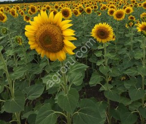 Семена подсолнечника сорт Казачий Скормас