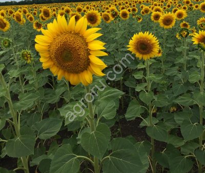 Семена подсолнечника сорт Казачий Скормас