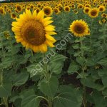 Семена подсолнечника сорт Казачий Скормас