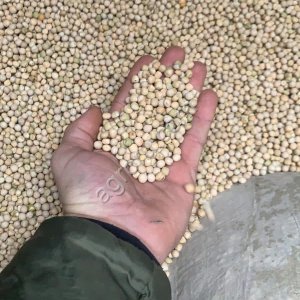 Горох 2026