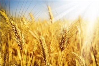 Продавцы зерна в РФ продолжат поставки на внутренний рынок