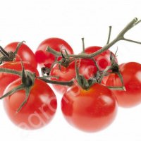 оптом томат на ветке