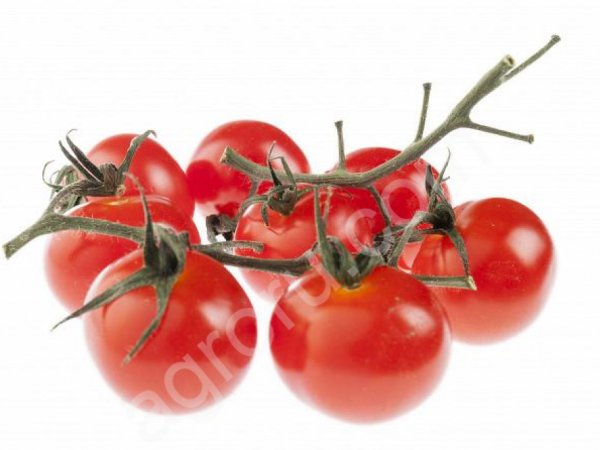 оптом томат на ветке