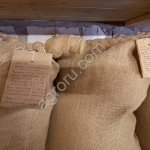 Семена сосны ели