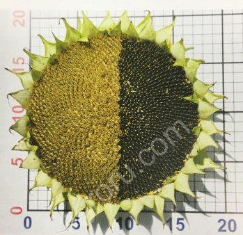 Семена подсолнечника гибриды Лимагрен LG