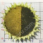 Семена подсолнечника гибриды Лимагрен LG