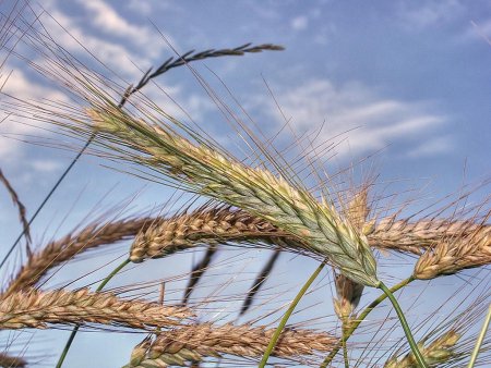 Орловская область: в поисках рынков для зерна