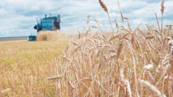 Уборочная кампания в Саратовской области набирает темпы