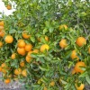 Апельсин высшего сорта
